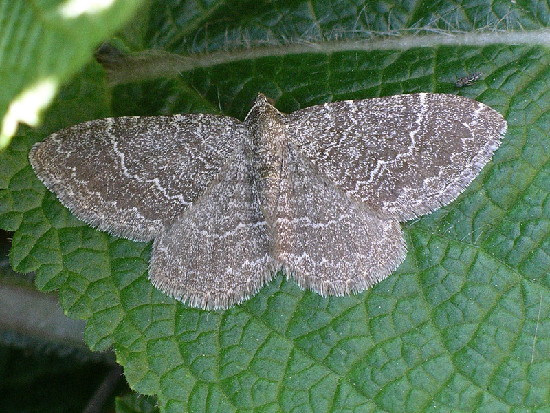 Eterocero da ID.: Cataclysme riguata - Geometridae